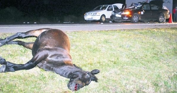 caballo suelto accidente