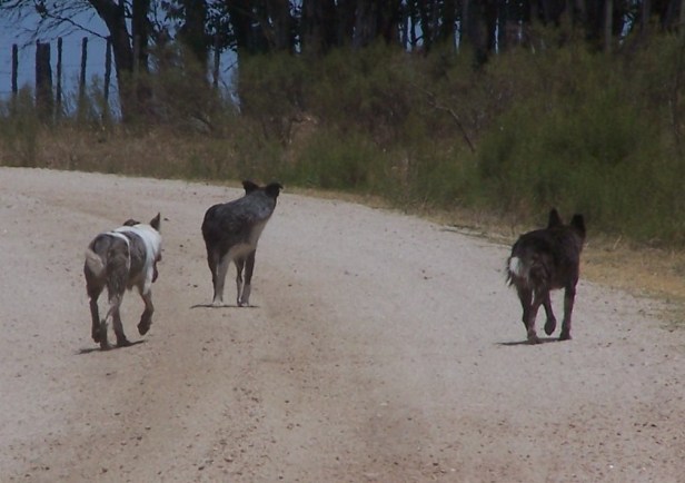 Perros sueltos en un área rural próxima a Florida. Foto: Archivo FD.
